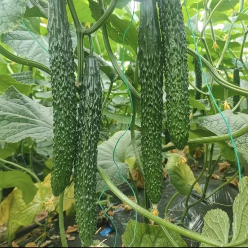 黄瓜保质保量密刺黄瓜对接市场商场基地直发