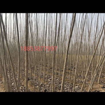 107速生杨当年苗，胸径1.5～3.5，大量出，以质论价