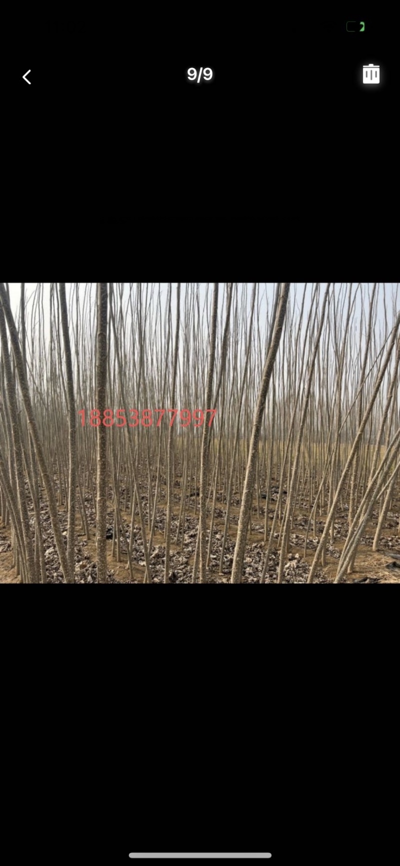 107速生杨当年苗，胸径1.5～3.5，大量出，以质论价
