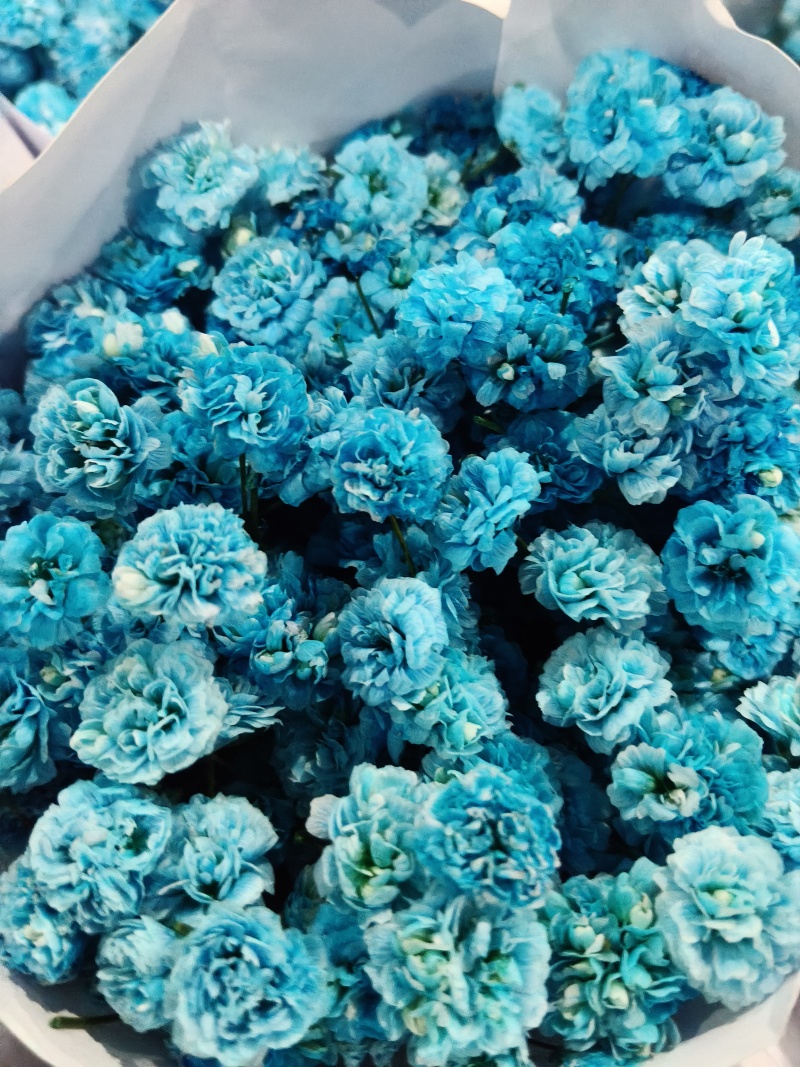 满天星批发