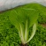 奶油小白菜