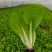 奶油小白菜