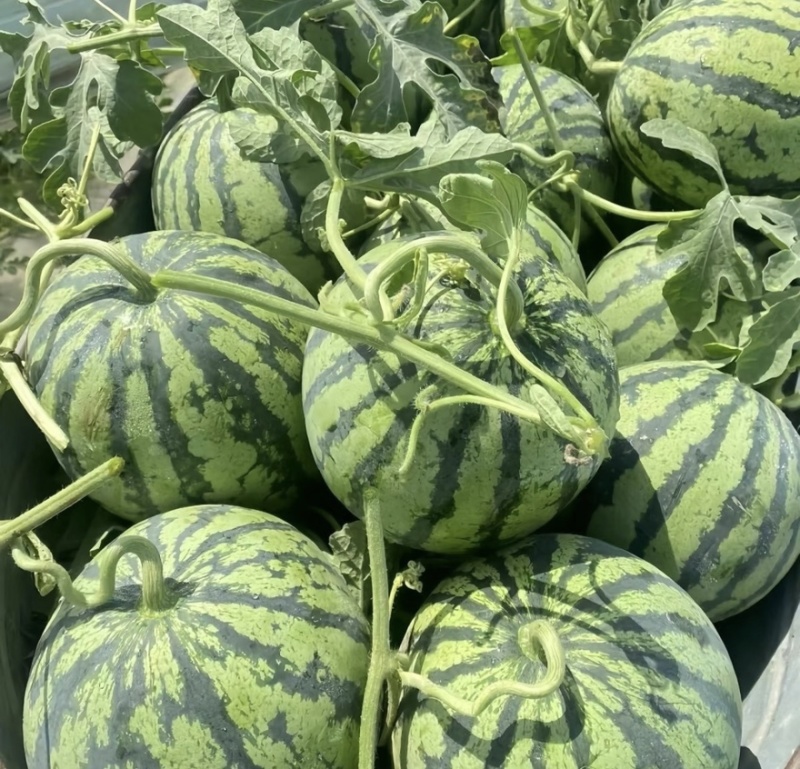 甜王西瓜🍉汁多味美产地直发品质保障量大从优可视频看货