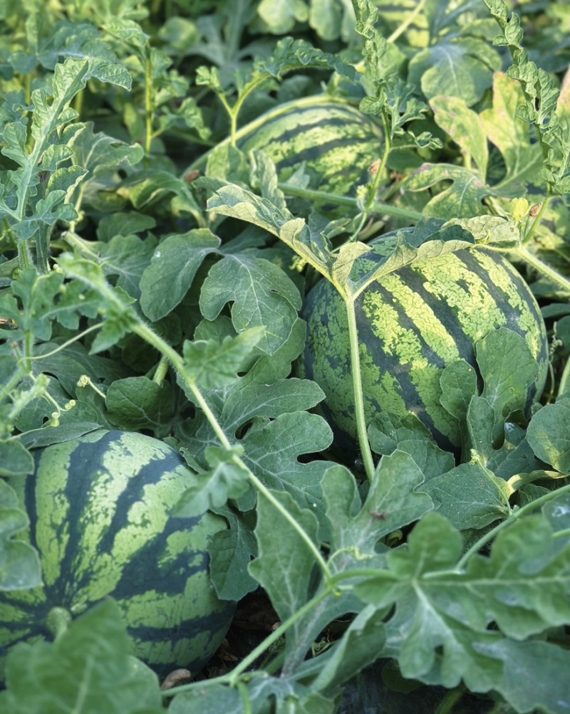 甜王西瓜🍉汁多味美产地直发品质保障量大从优可视频看货