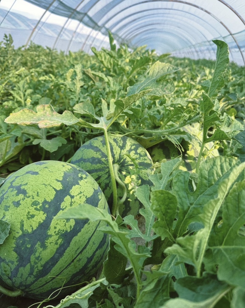 甜王西瓜🍉汁多味美产地直发品质保障量大从优可视频看货