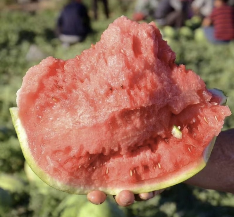 甜王西瓜🍉汁多味美产地直发品质保障量大从优可视频看货
