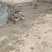 马冈鹅