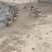 马冈鹅