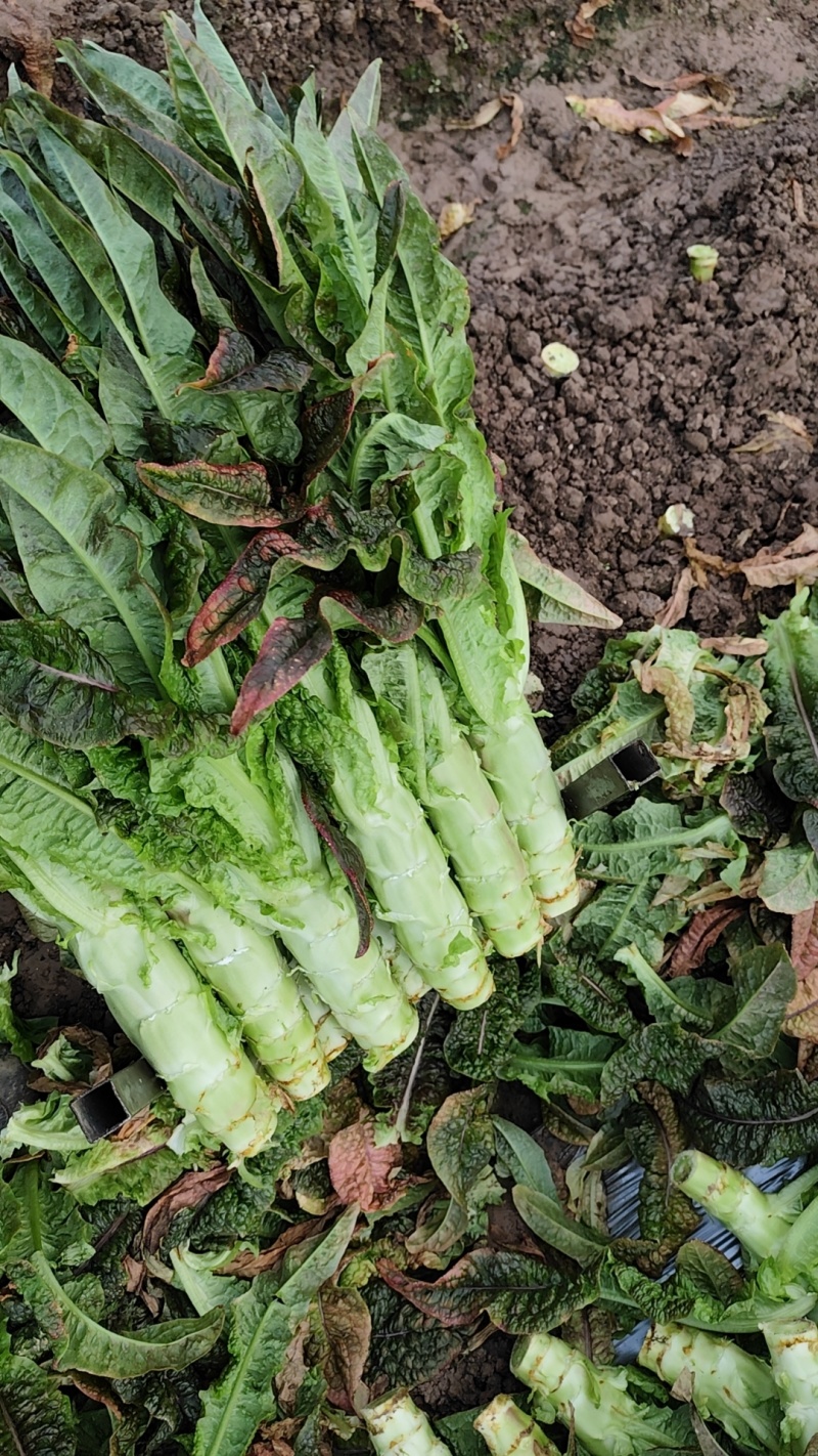红叶香莴笋