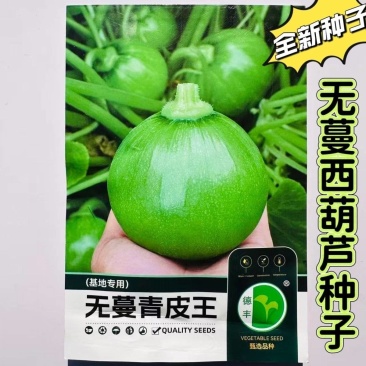 无蔓青皮西葫芦种翠绿皮无蔓结果多春播圆宝西葫芦种植