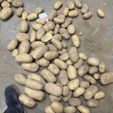 通许库存沃土