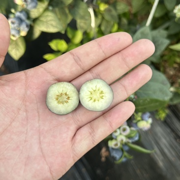 L25花香蓝莓🫐