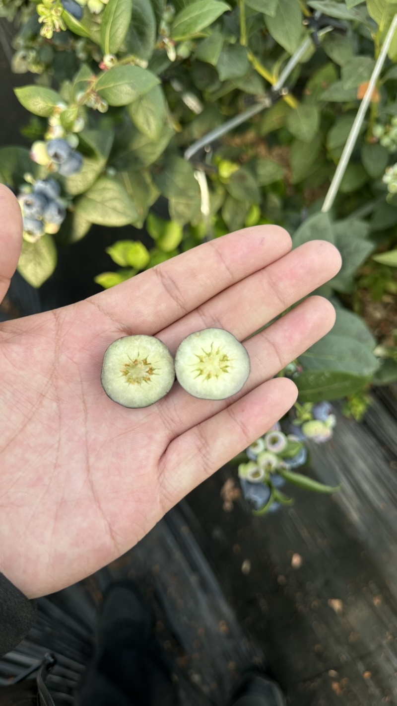L25花香蓝莓🫐