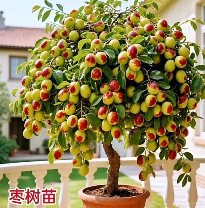 沾化冬枣树苗，一件代发，1代2代3代，对接各大电商平台