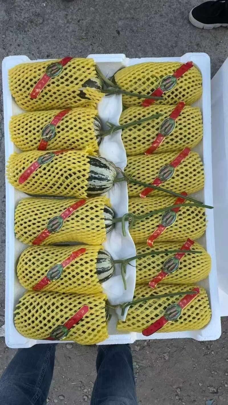 产地香瓜大量供货花蕾丶绿宝丶博洋九丶羊角蜜丶东方蜜丶丰田