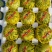 产地香瓜大量供货花蕾丶绿宝丶博洋九丶羊角蜜丶东方蜜丶丰田