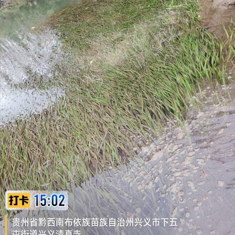 四季苦草大量有货