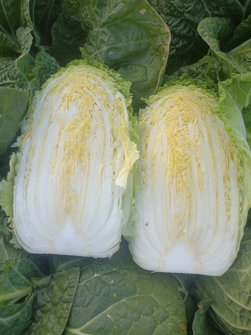 精品黄心白菜大量现货供应可视频看货发全国