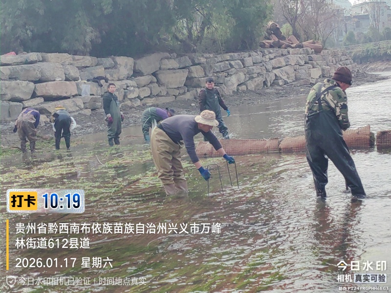 四季苦草大量有货