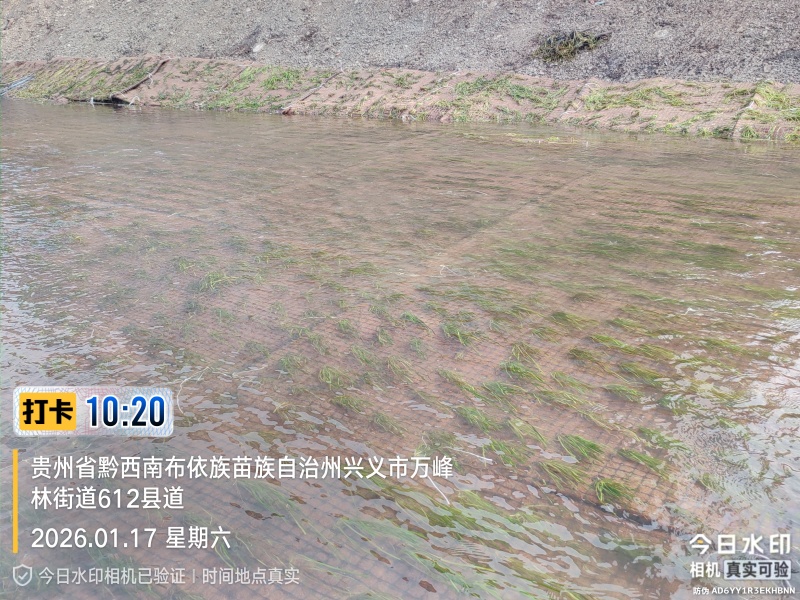 四季苦草大量有货