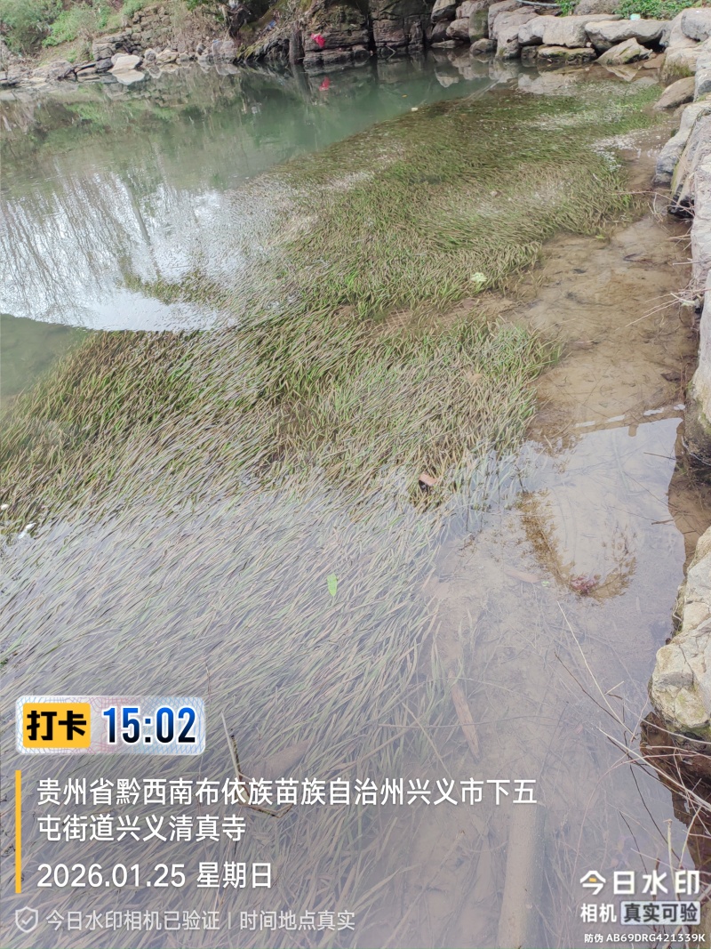 四季苦草大量有货