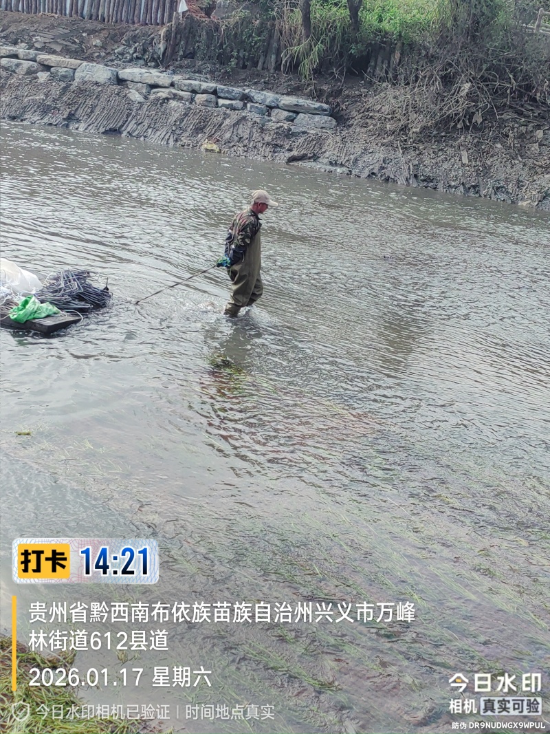 四季苦草大量有货