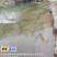 四季苦草大量有货