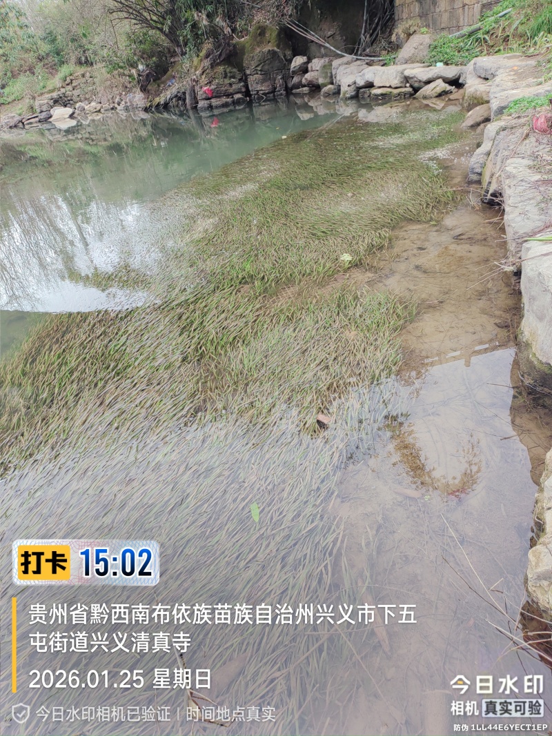 四季苦草大量有货