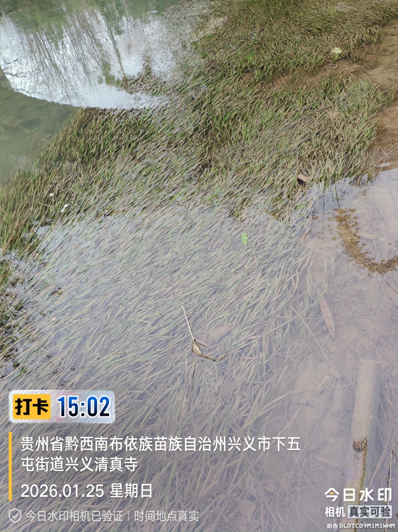 四季苦草大量有货
