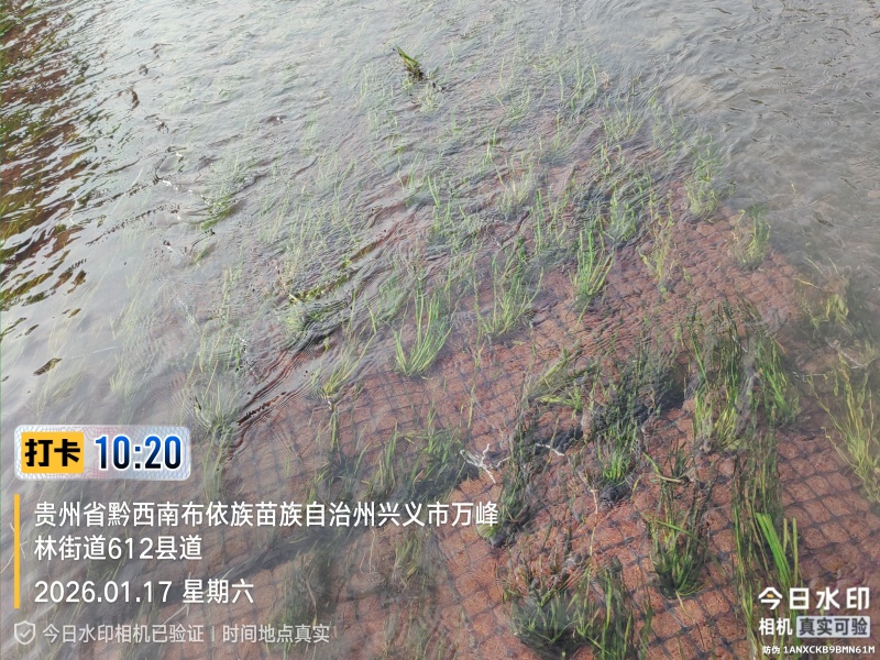 四季苦草大量有货