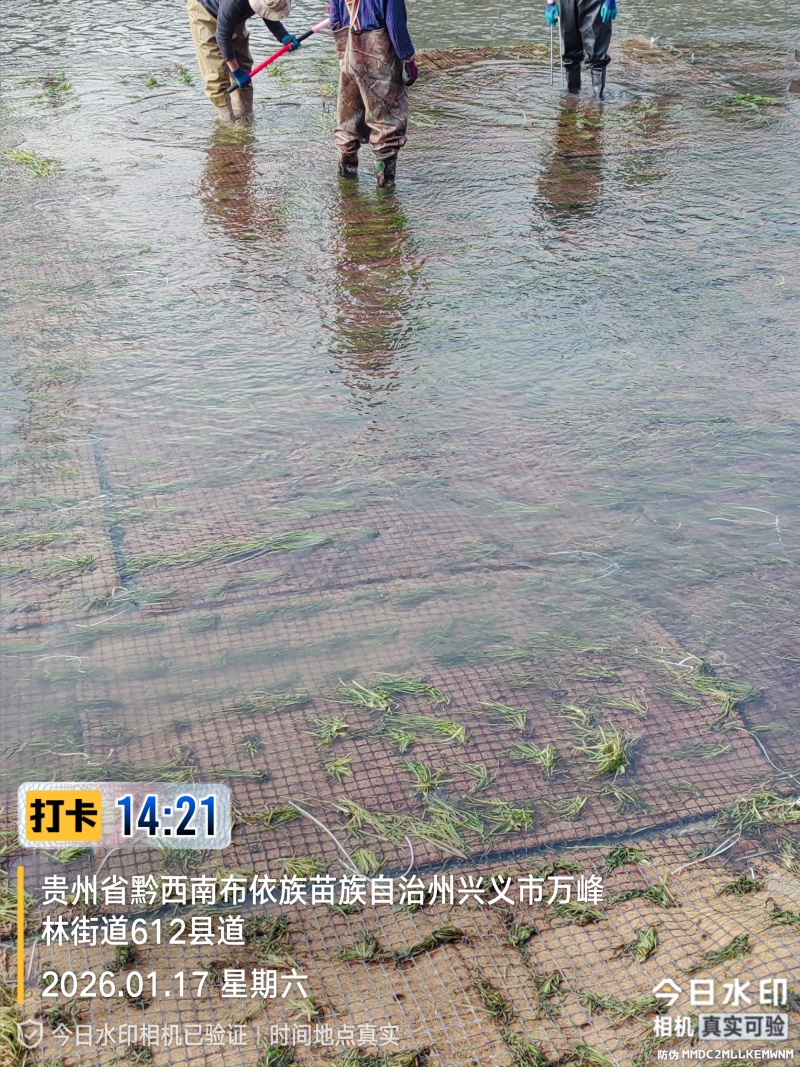 四季苦草大量有货