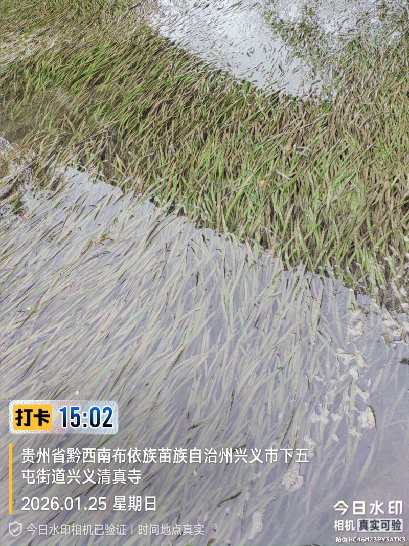 四季苦草大量有货