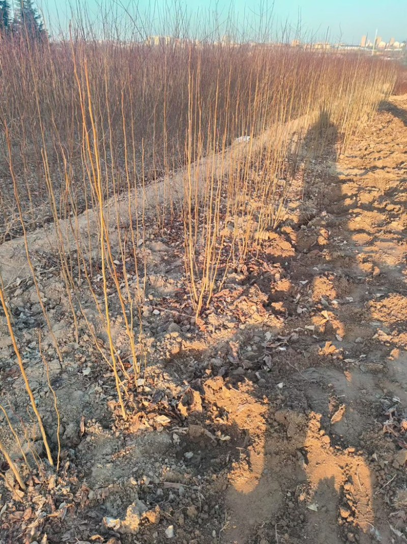 中药材杜仲苗1年2年生杜仲苗批发零售药用杜仲苗