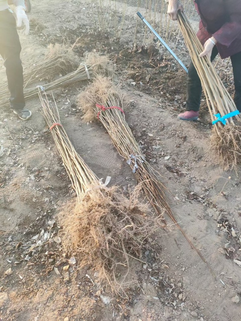 中药材杜仲苗1年2年生杜仲苗批发零售药用杜仲苗