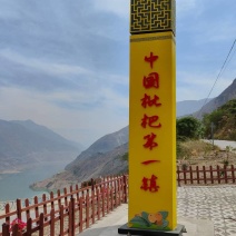 云南省昭通市永善县大兴镇五**枇杷，依政策规划为枇杷示范