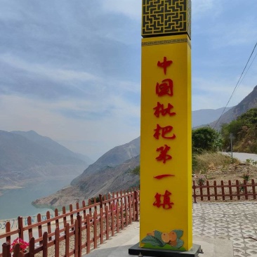 云南省昭通市永善县大兴镇五**枇杷，依政策规划为枇杷示范