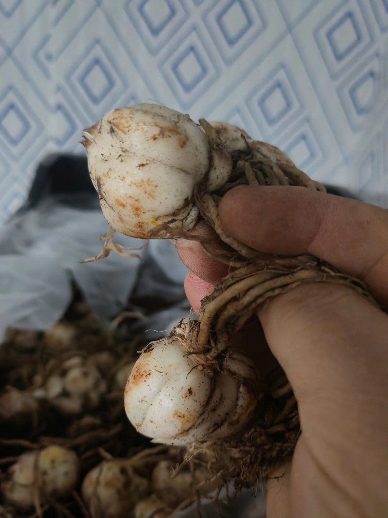 高片菜百合种球