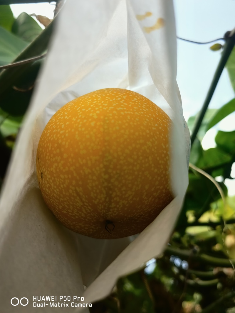 热情果