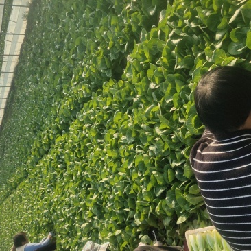 上海青，毛白菜，产地直发，大量有货，欢迎各位老板咨询