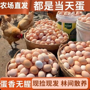 【农场直发送货】竹林散养农家新鲜现捡土鸡蛋本地土鸡蛋