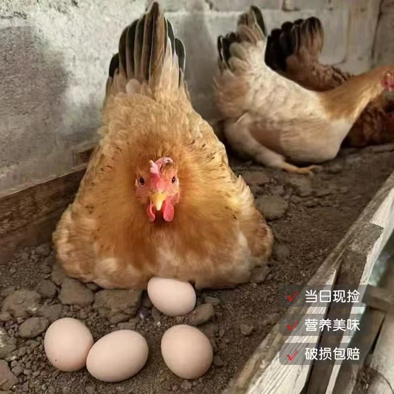 【农场直发送货】竹林散养农家新鲜现捡土鸡蛋本地土鸡蛋
