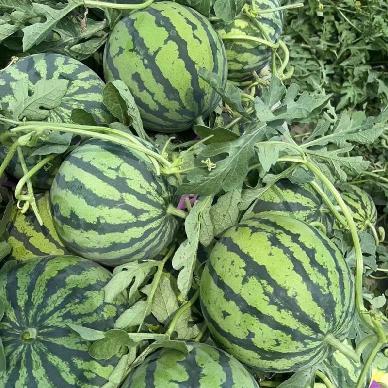 河南夏邑麒麟西瓜二茬西瓜对接商超市场电商一条龙服务