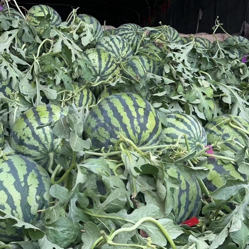 河南夏邑麒麟西瓜二茬西瓜对接商超市场电商一条龙服务