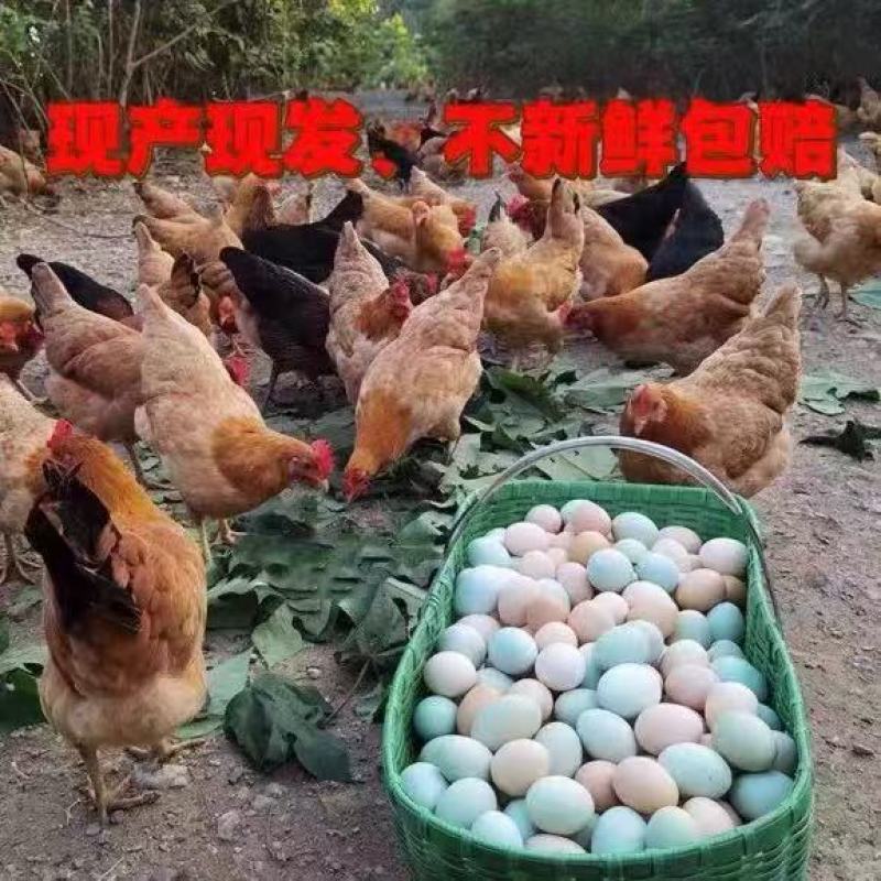 【农场直发送货】竹林散养农家新鲜现捡土鸡蛋本地土鸡蛋