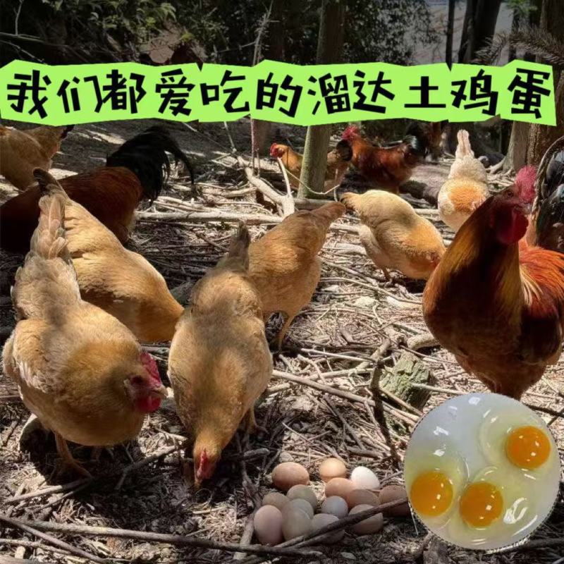 【农场直发送货】竹林散养农家新鲜现捡土鸡蛋本地土鸡蛋