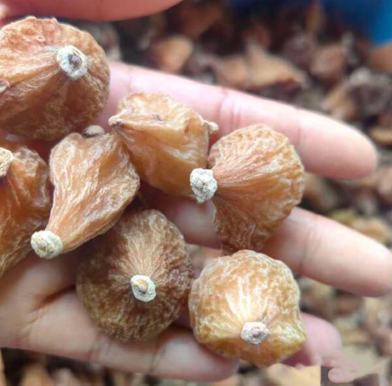 云南冰球子干货品质货量大优惠