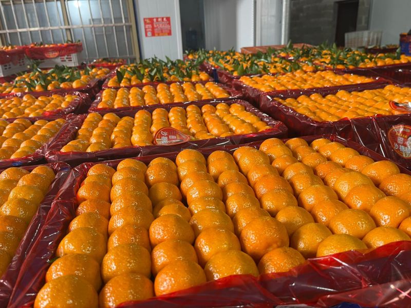 广西桂林南丰蜜桔，沙糖桔，棉桔大量上市供应各种规格市场