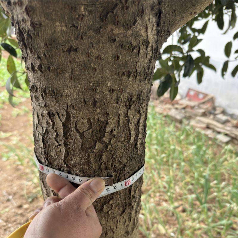 50公分精品桂花