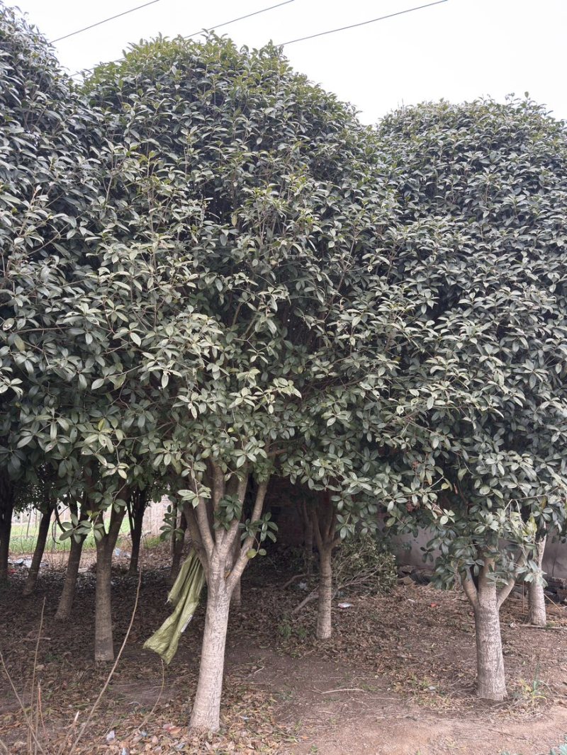 50公分精品桂花