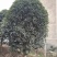 50公分精品桂花